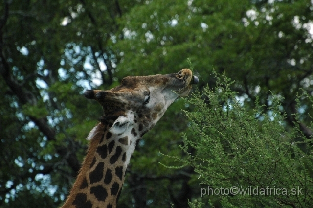 puku rsa 248.jpg - Southern or Cape Gifaffe (Giraffa camelopardalis giraffa)